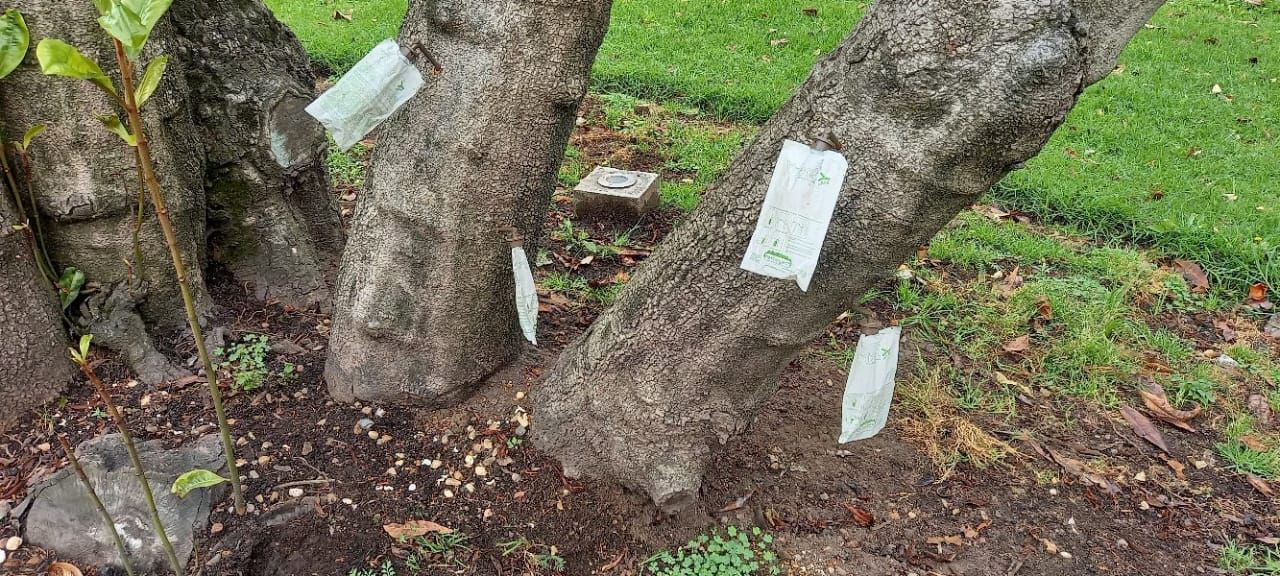 Tratamientos Silviculturales