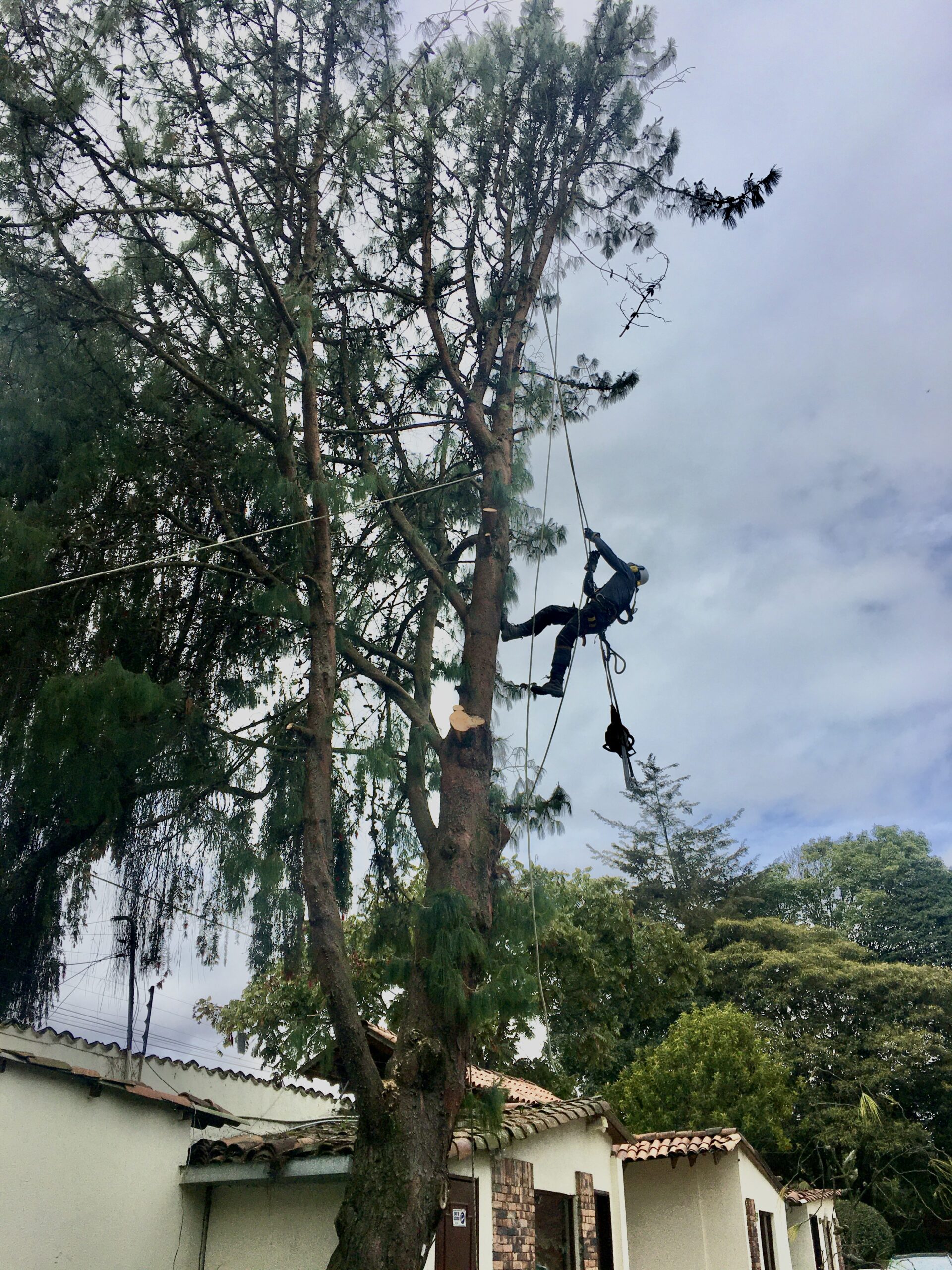 Poda y Tala de Árboles